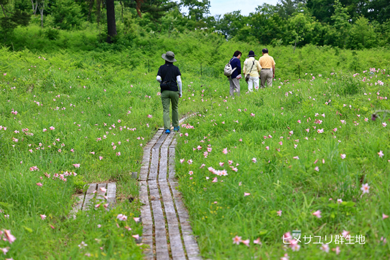 4-ヒメサユリ群生地.jpg